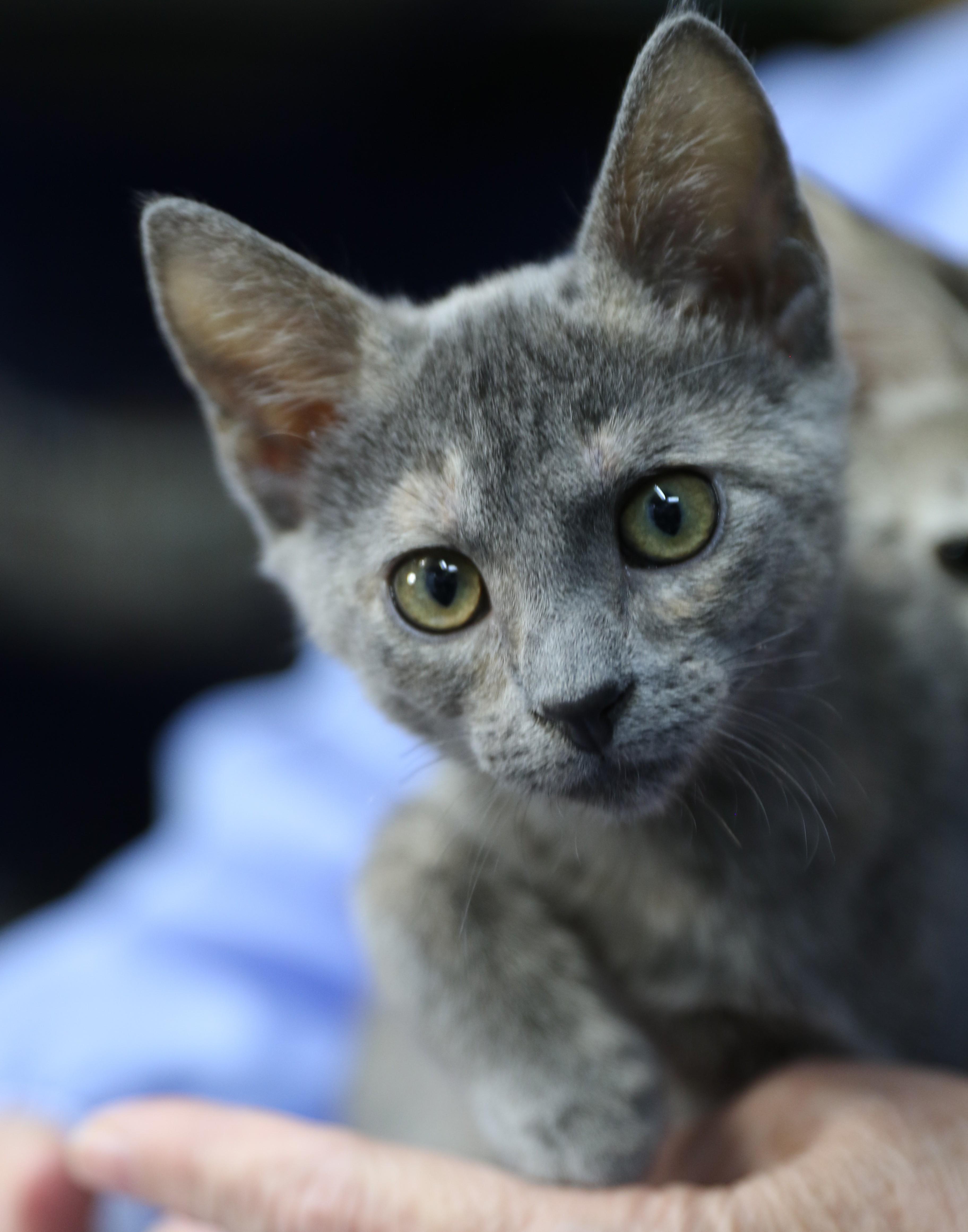 Fawn, an adoptable Dilute Tortoiseshell in Cut Bank, MT, 59427 | Photo Image 1