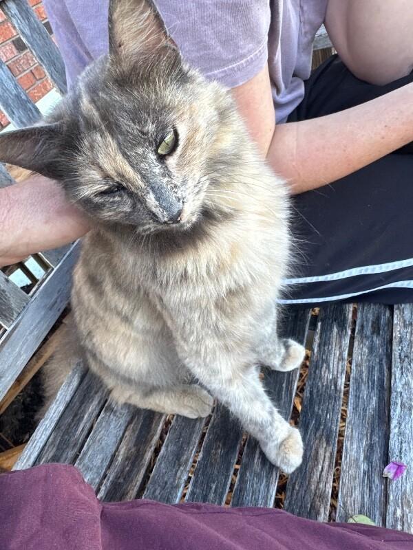 Flower, Adoptable, Adult Female Dilute Tortoiseshell & Domestic Short Hair.