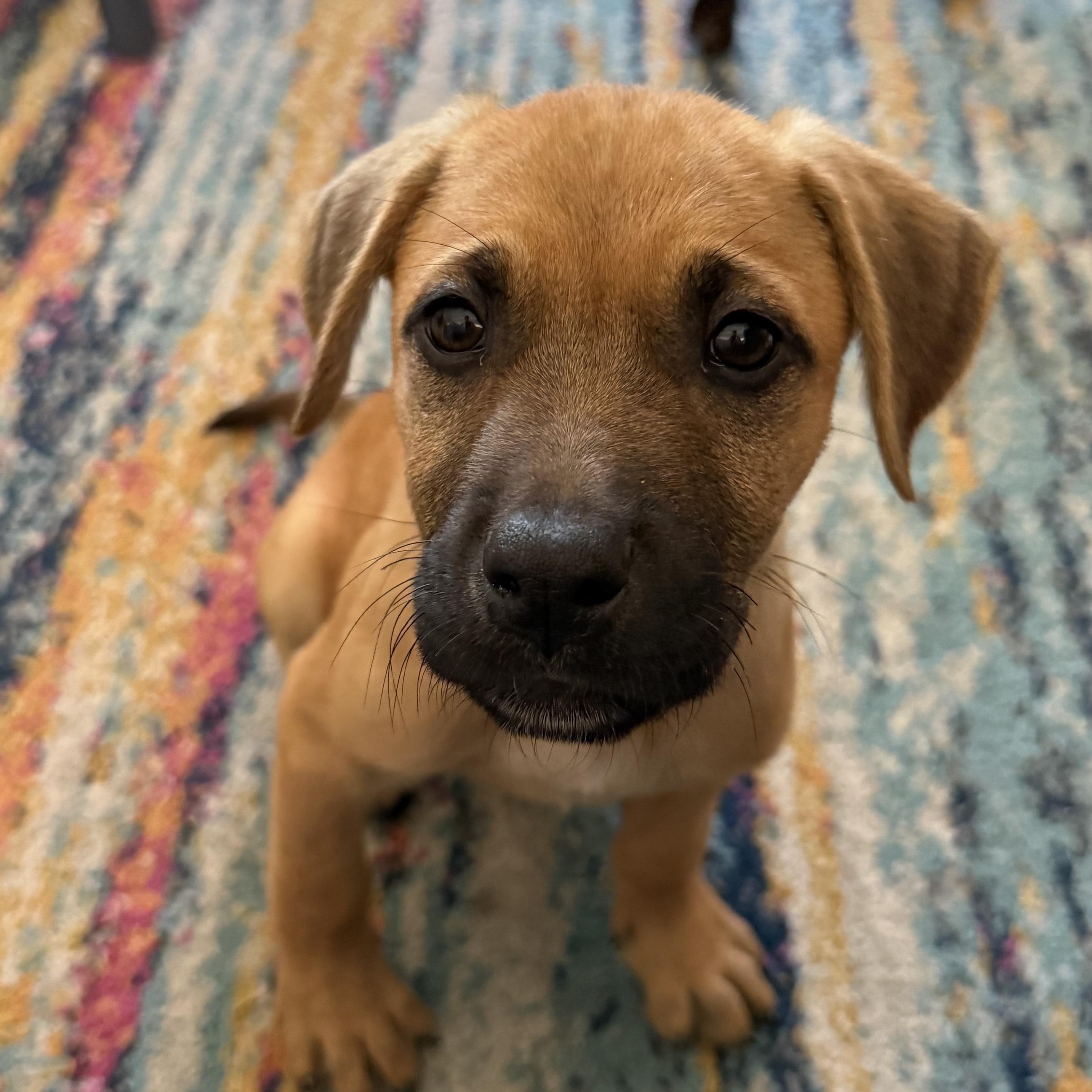 Gold Rush Litter_ Griffin