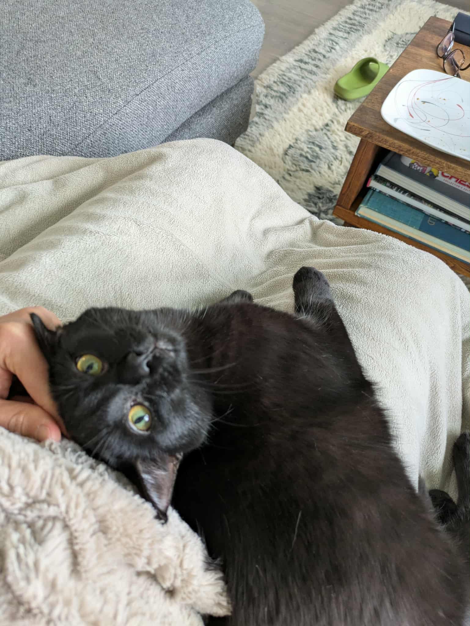 Hershey *MUST BE ADOPTED AS A BUDDY CAT*, a ADOPTABLE Domestic Short Hair in Toronto, ON image 1/6