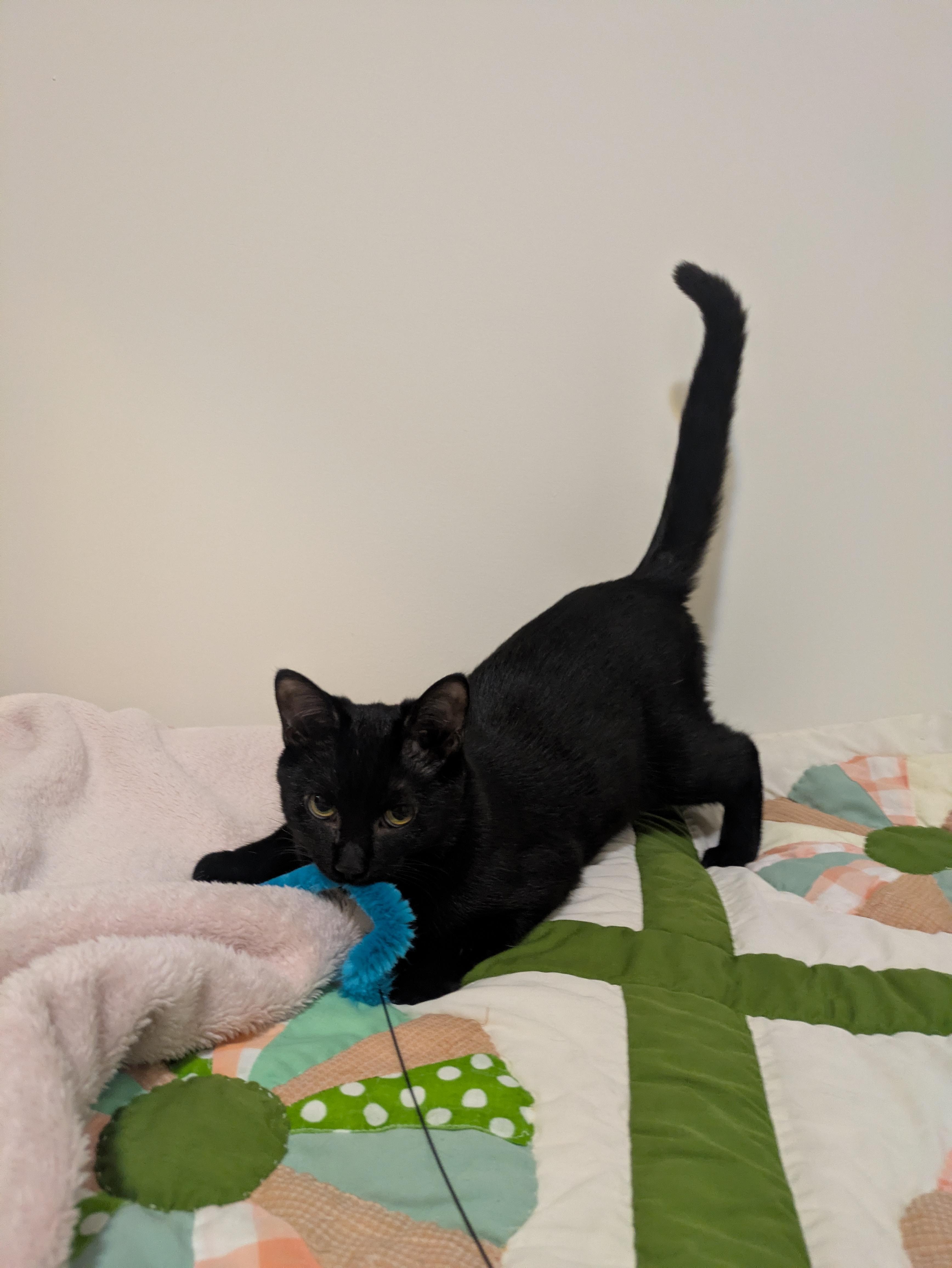 Hershey *MUST BE ADOPTED AS A BUDDY CAT*, a ADOPTABLE Domestic Short Hair in Toronto, ON image 2/6