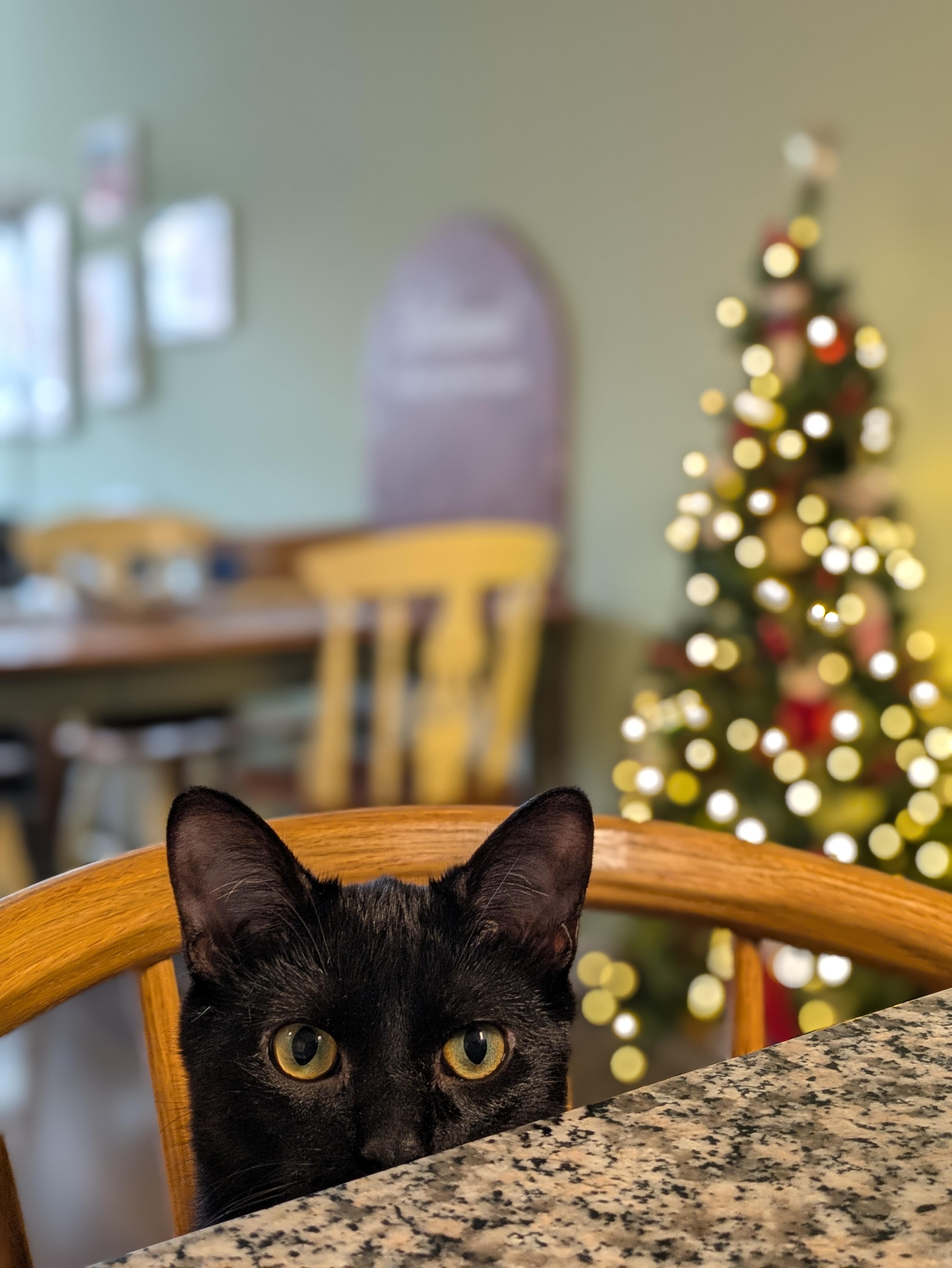 Hershey *MUST BE ADOPTED AS A BUDDY CAT*, a ADOPTABLE Domestic Short Hair in Toronto, ON image 3/6