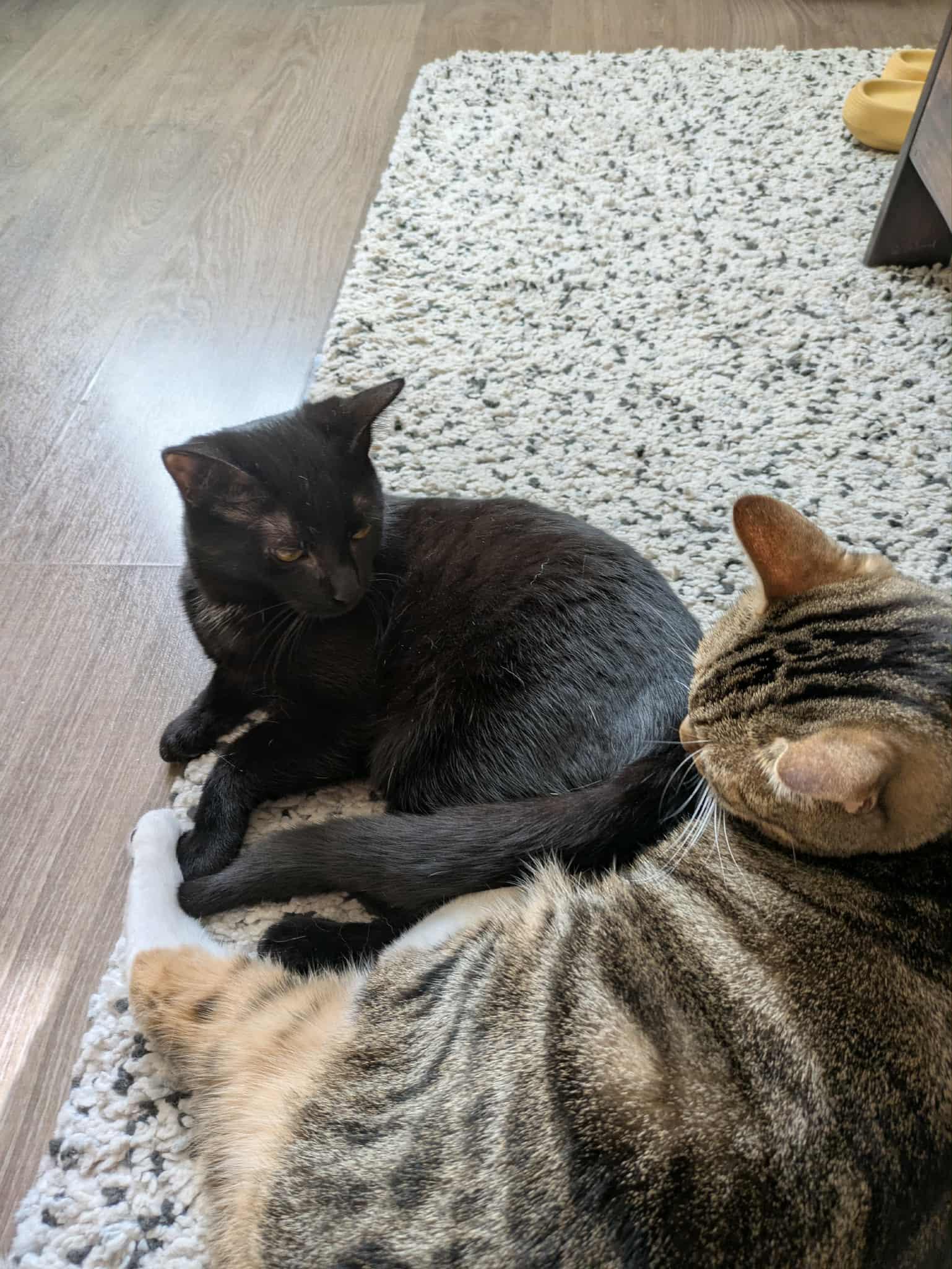 Hershey *MUST BE ADOPTED AS A BUDDY CAT*, a ADOPTABLE Domestic Short Hair in Toronto, ON image 4/6