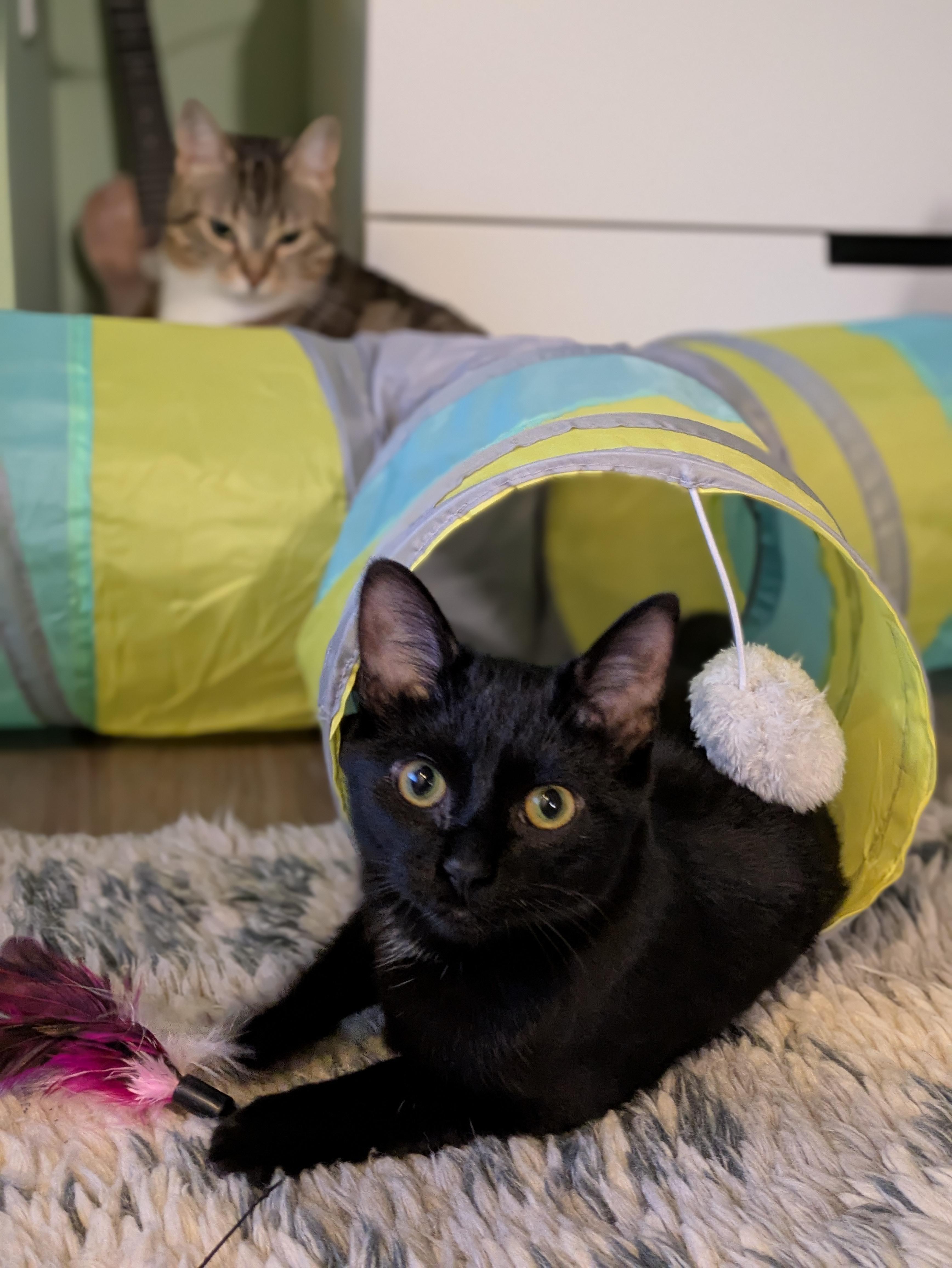 Hershey *MUST BE ADOPTED AS A BUDDY CAT*, a ADOPTABLE Domestic Short Hair in Toronto, ON image 5/6