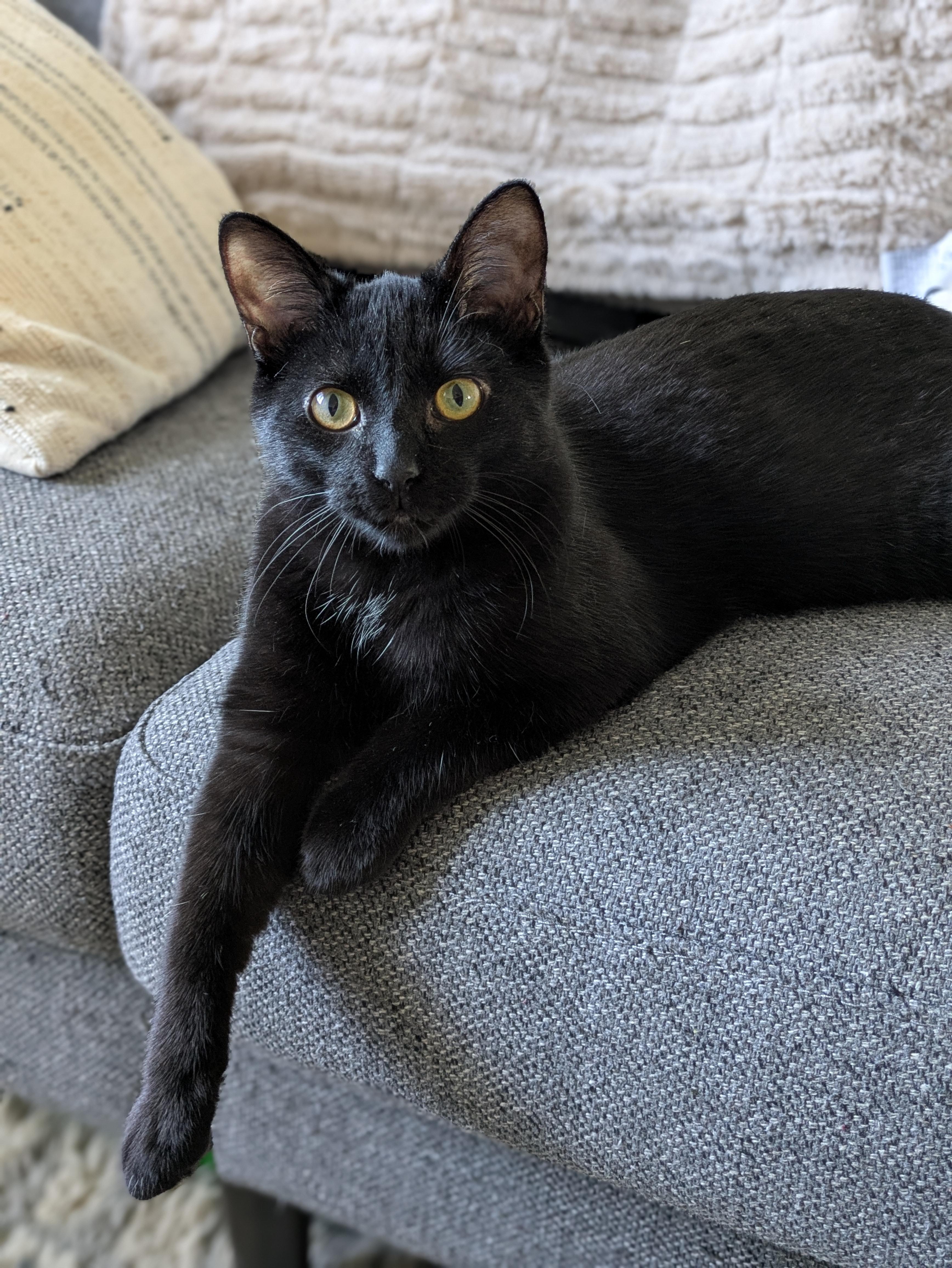 Hershey *MUST BE ADOPTED AS A BUDDY CAT*, a ADOPTABLE Domestic Short Hair in Toronto, ON image 6/6