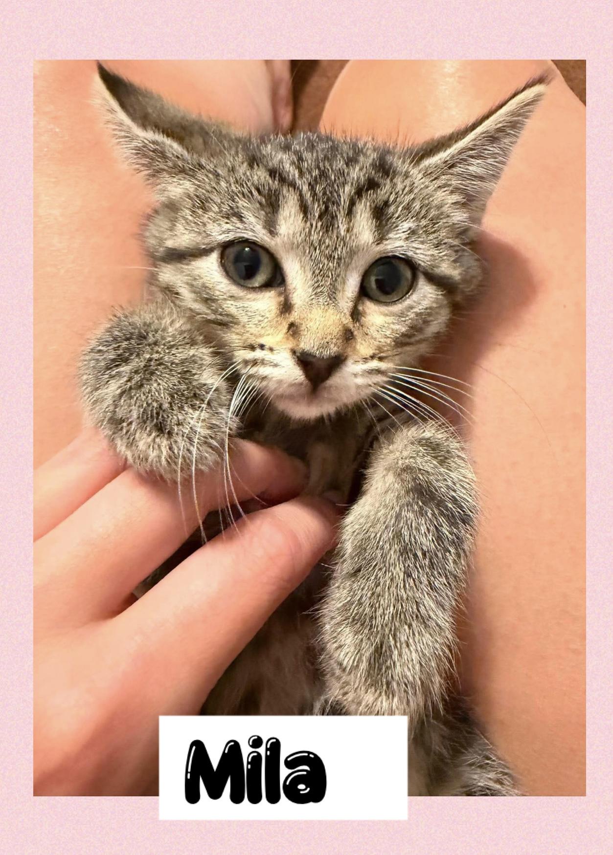 Enlarge Mila, an adopted Domestic Short Hair in Newton Falls, OH image 1/1