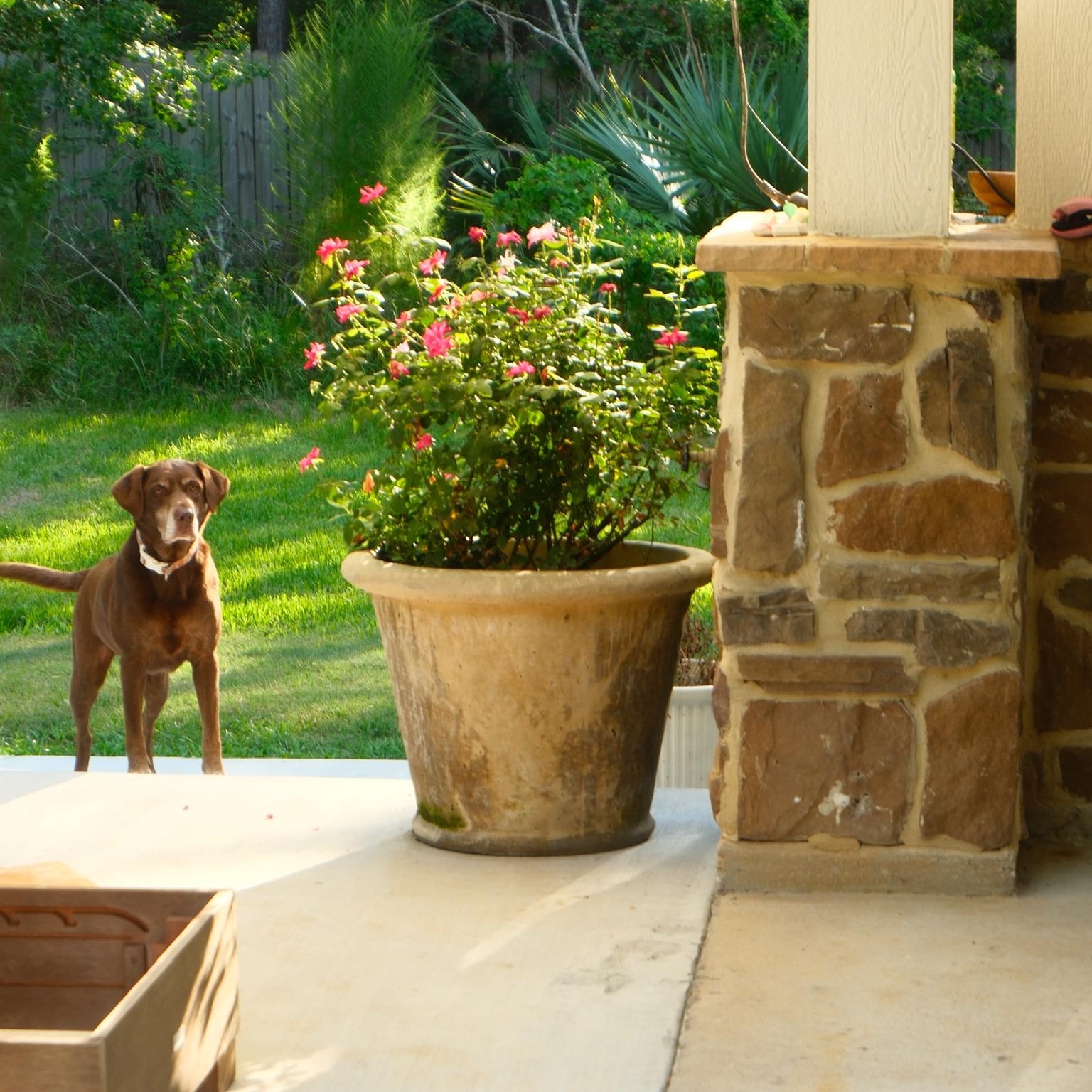 Enlarge Tinkerbell, a ADOPTABLE Chocolate Labrador Retriever in magnolia, TX image 2/6