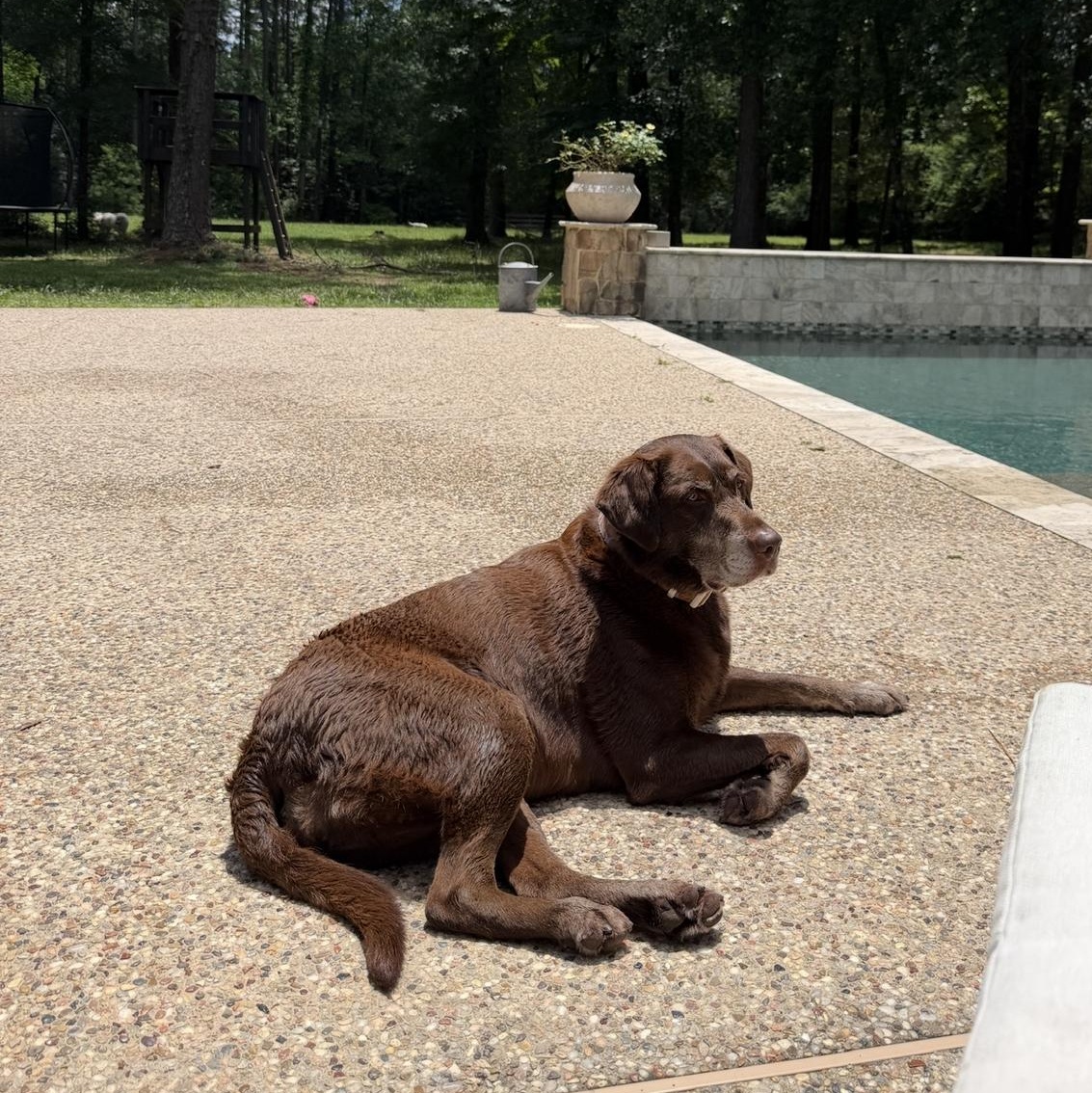 Enlarge Tinkerbell, a ADOPTABLE Chocolate Labrador Retriever in magnolia, TX image 6/6