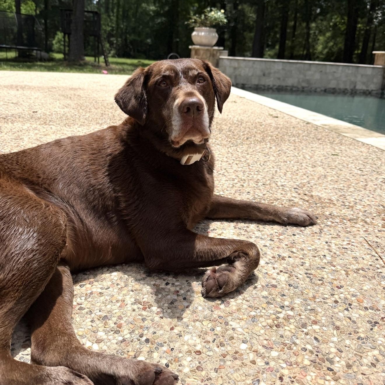 Enlarge Tinkerbell, a ADOPTABLE Chocolate Labrador Retriever in magnolia, TX image 1/6