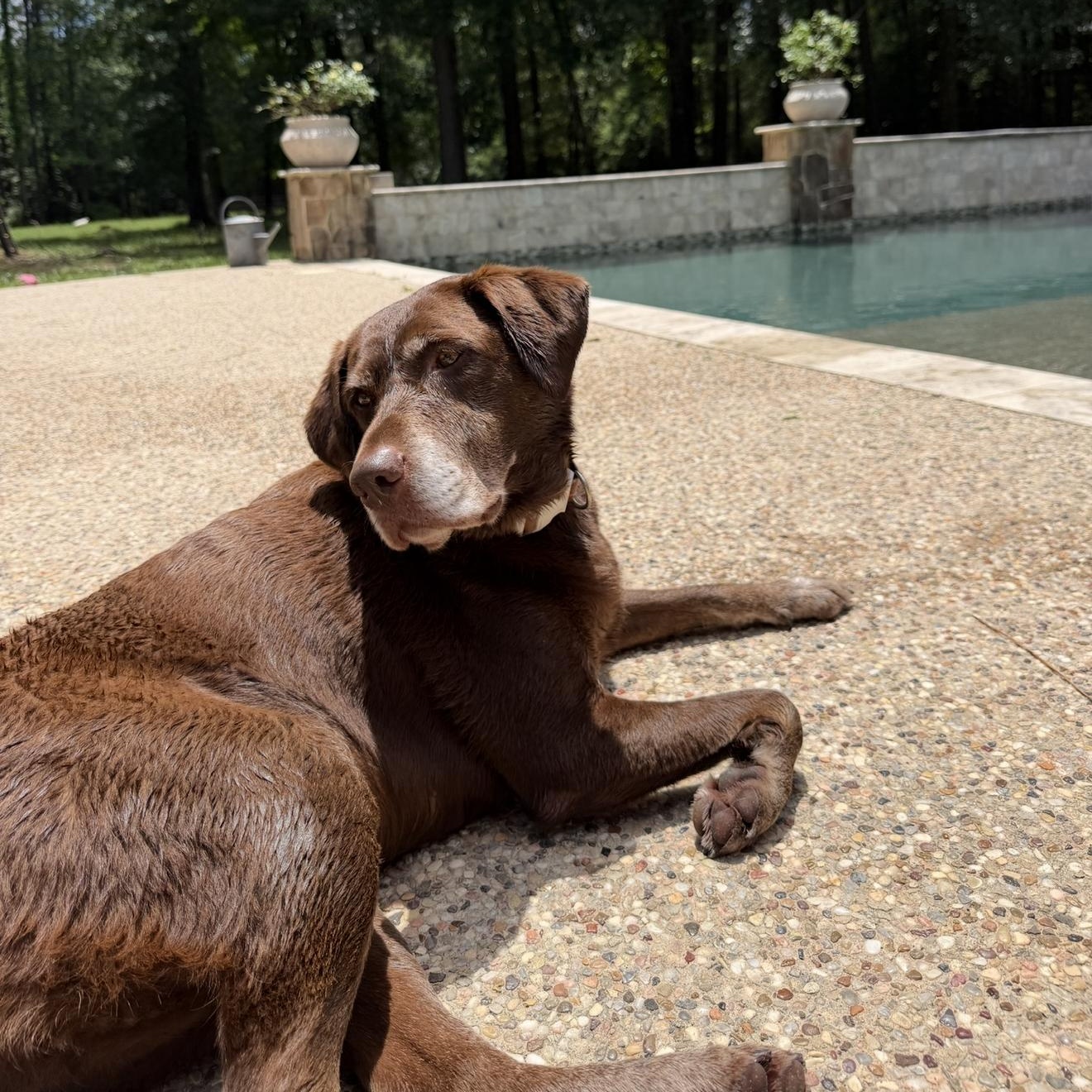 Enlarge Tinkerbell, a ADOPTABLE Chocolate Labrador Retriever in magnolia, TX image 3/6