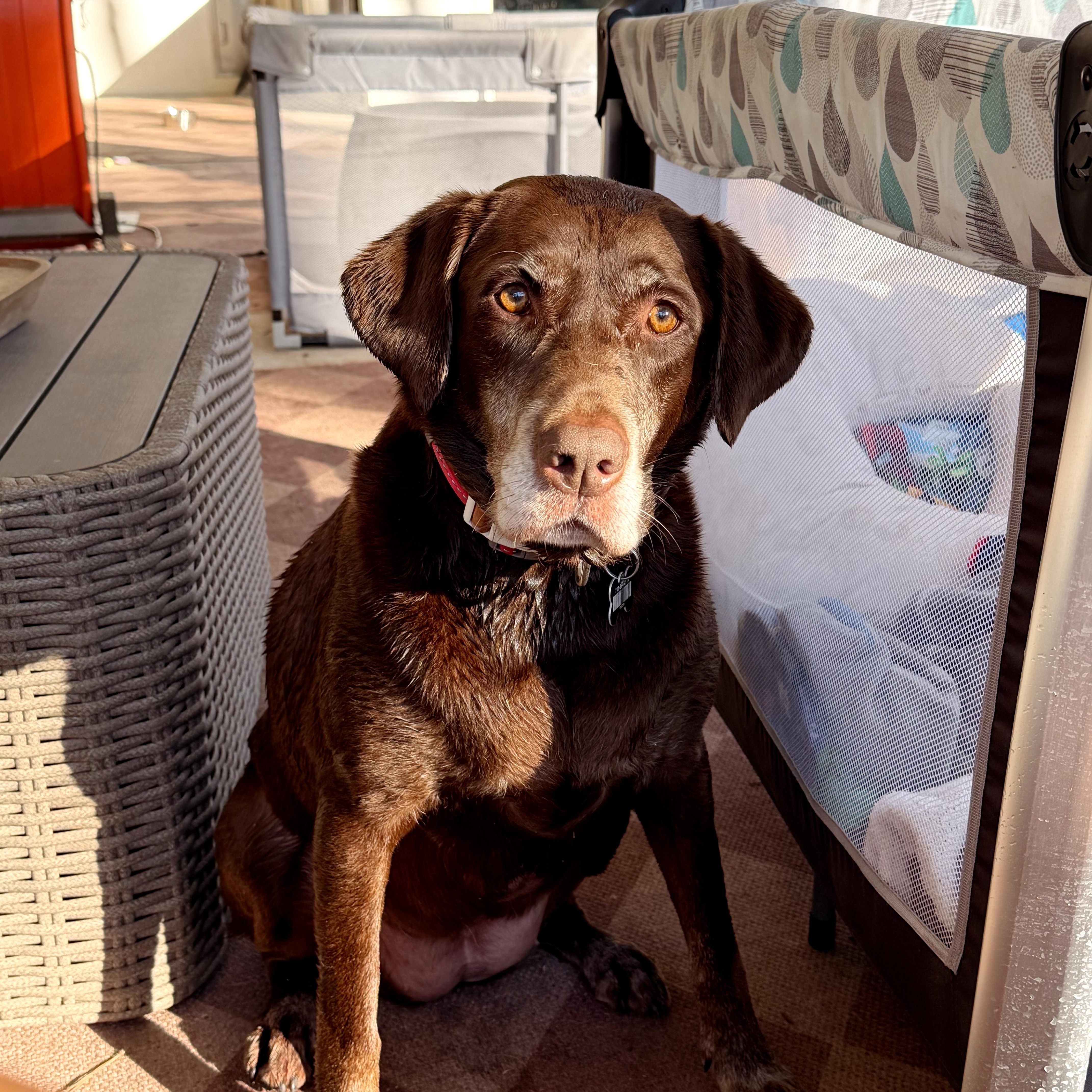Enlarge Tinkerbell, a ADOPTABLE Chocolate Labrador Retriever in magnolia, TX image 4/6