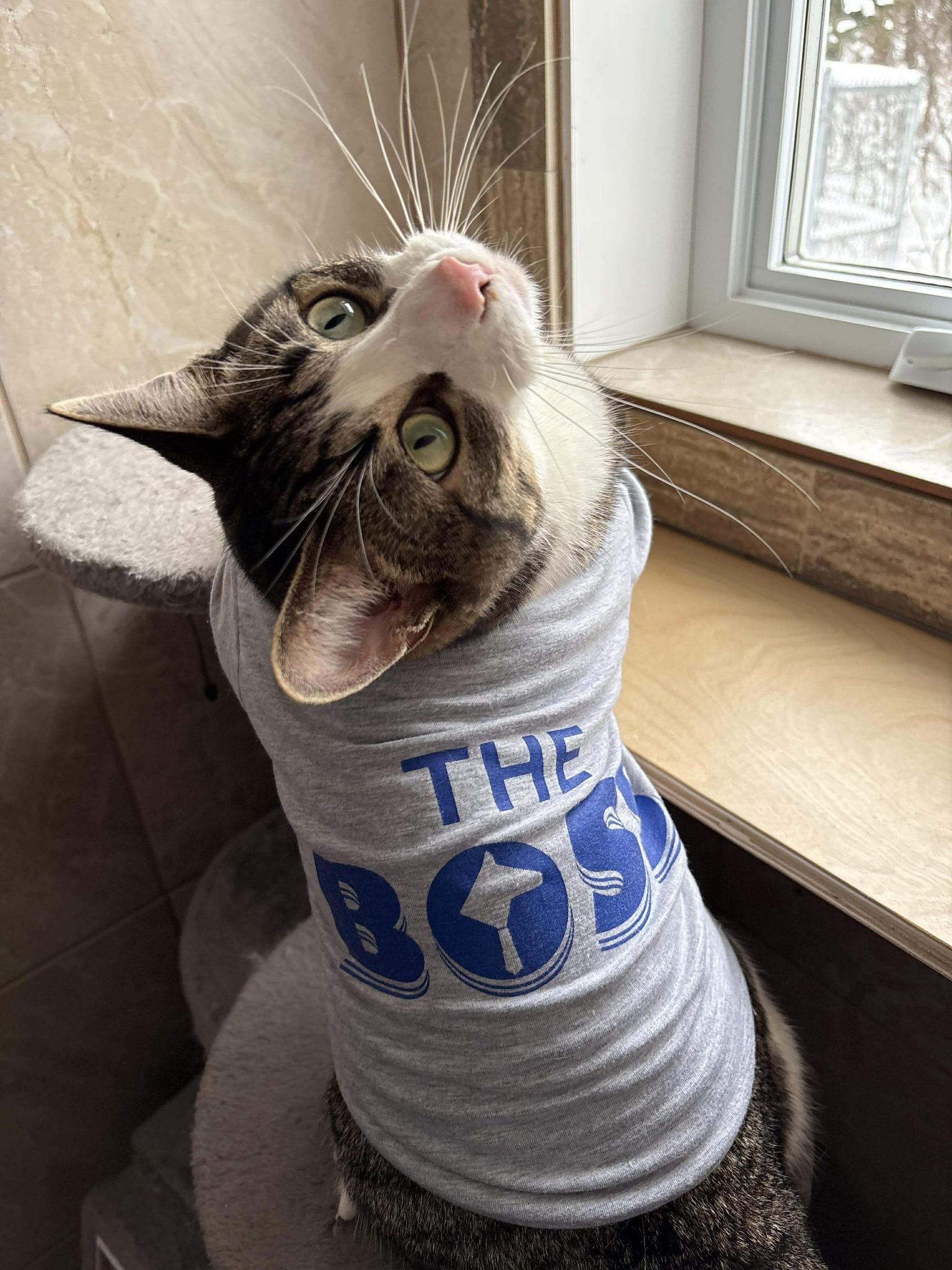 Milo, Adoptable, Adult Male Domestic Short Hair.