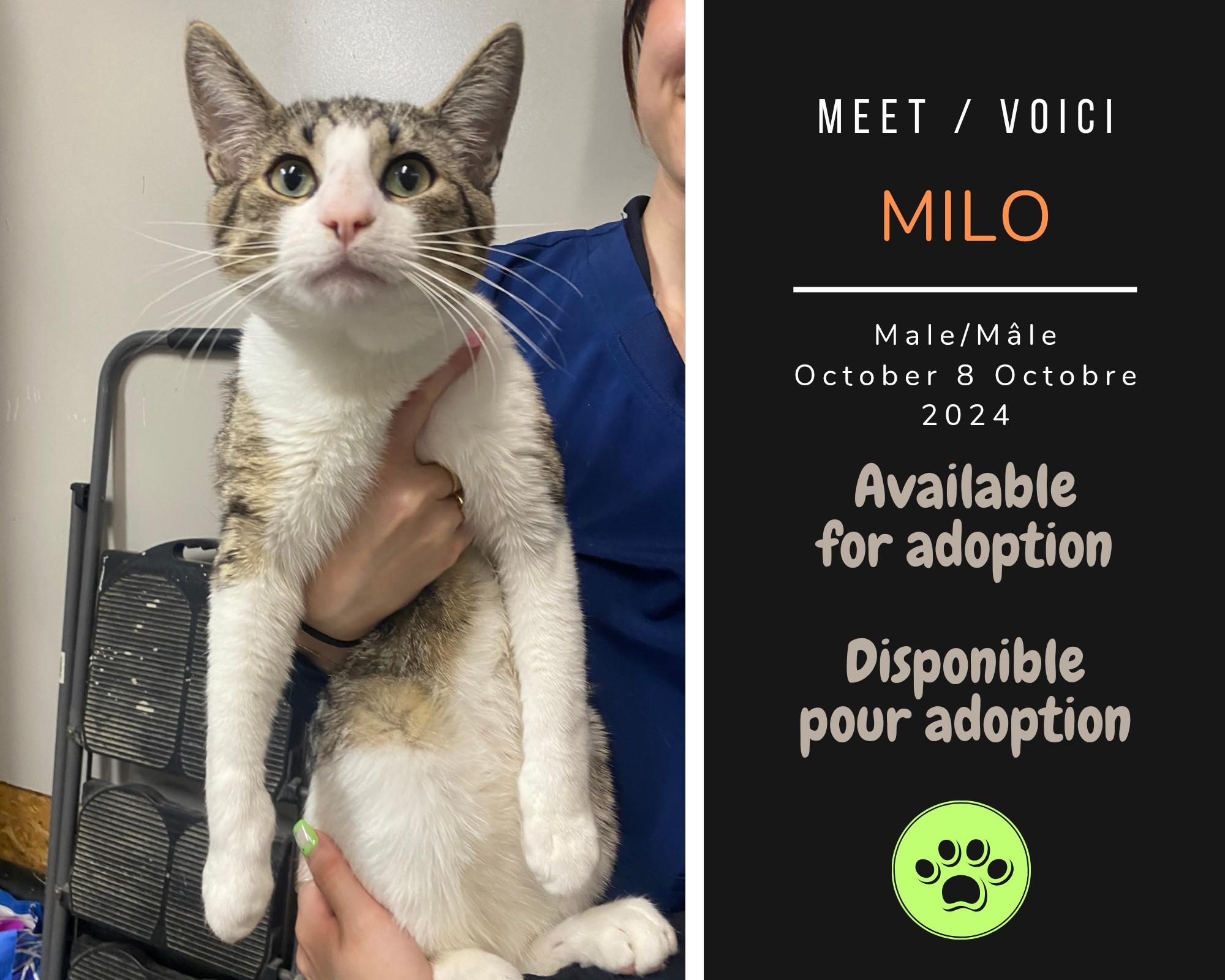 Enlarge Milo, a Adoptable Domestic Short Hair in Dsl De Drummond, NB image 1/1