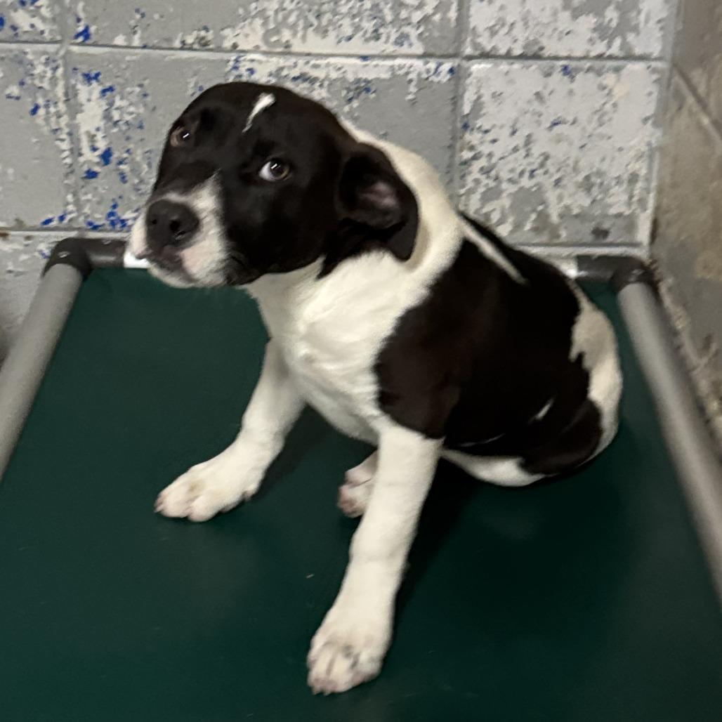 Elwood Blues, Adoptable, Young Male Mixed Breed & Mixed Breed.