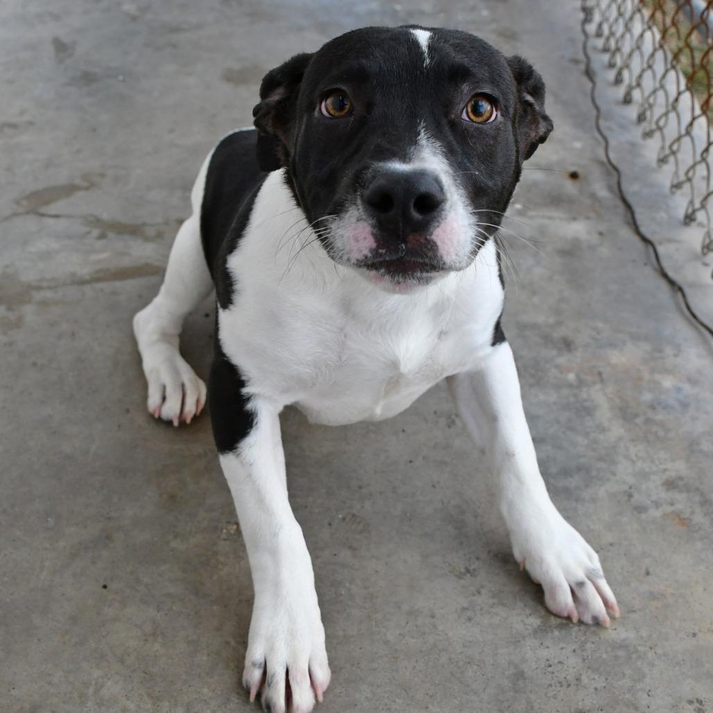 Elwood Blues, Adoptable, Young Male Mixed Breed & Mixed Breed.