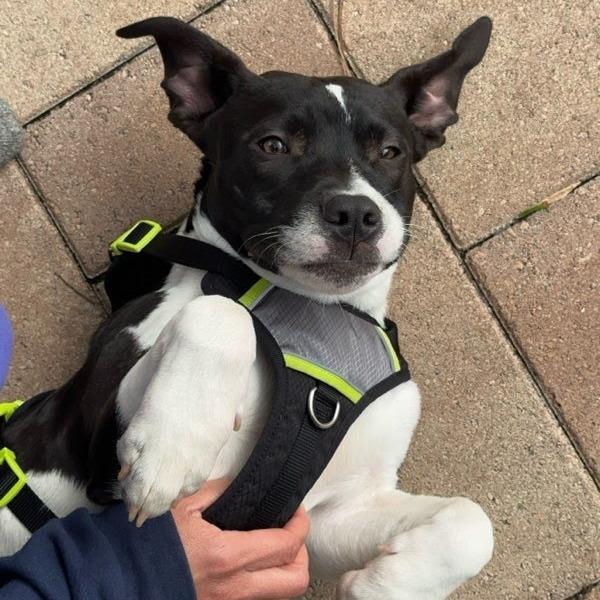 Elwood Blues, a Adoptable mixed breed in Beaumont, TX image 2/6