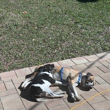 Elwood Blues, a Adoptable mixed breed in Beaumont, TX image 3/6