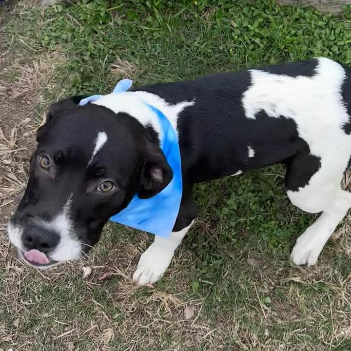 Elwood Blues, a Adoptable mixed breed in Beaumont, TX image 6/6