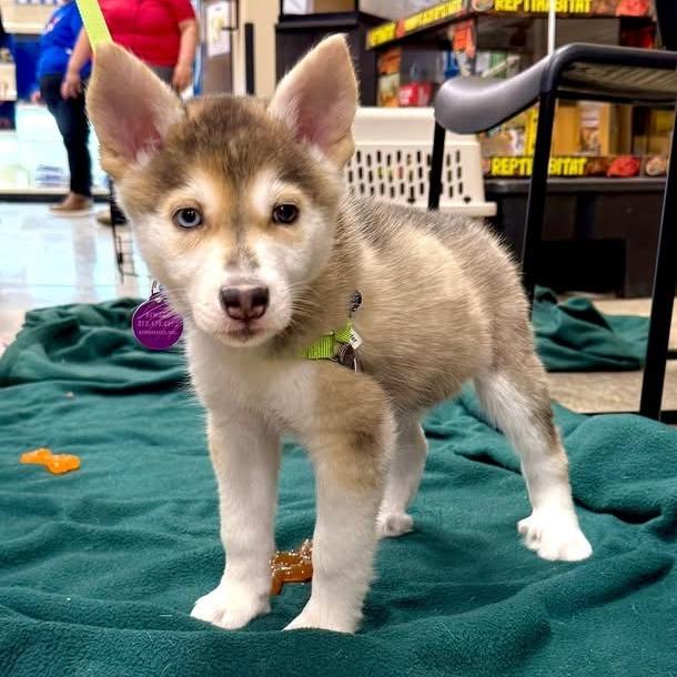 Lumos, Adoptable, Puppy Male Siberian Husky.