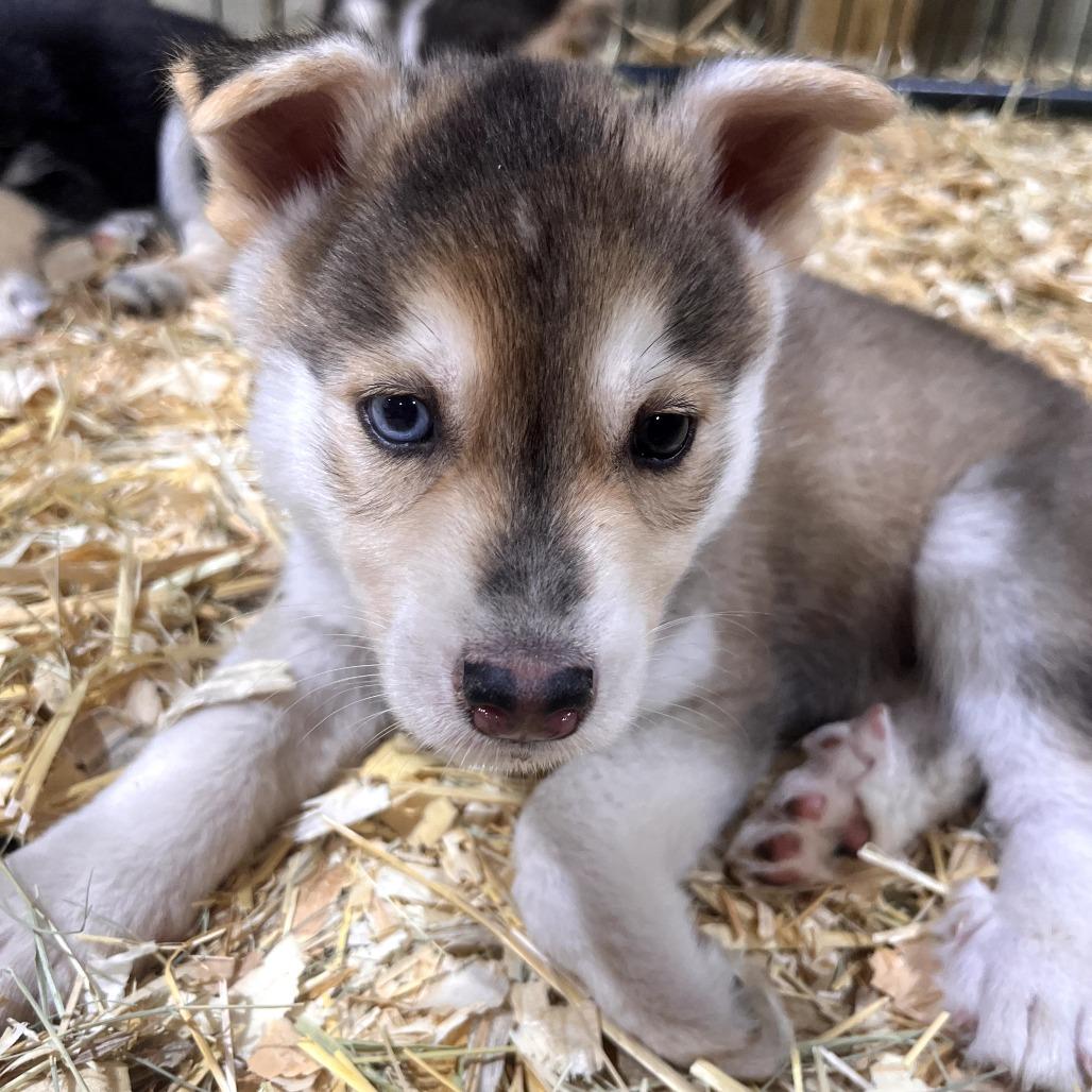 Lumos, Adoptable, Puppy Male Siberian Husky.