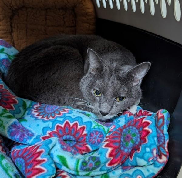 Enlarge Baby - In Foster, a Adoptable mixed breed in Silverdale, WA image 2/2