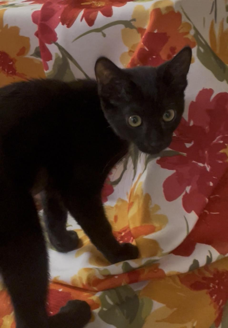Enlarge Dixie, a Adoptable Domestic Short Hair in Petaluma, CA image 2/2