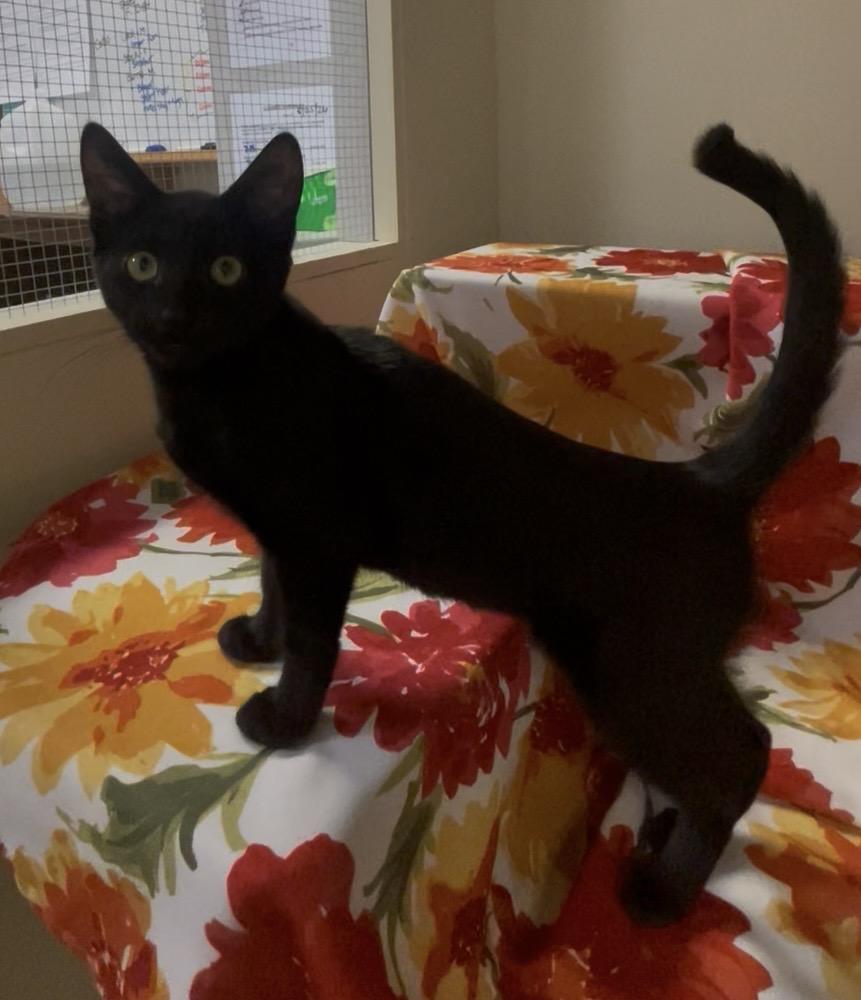 Dixie, Adoptable, Kitten Female Domestic Short Hair.