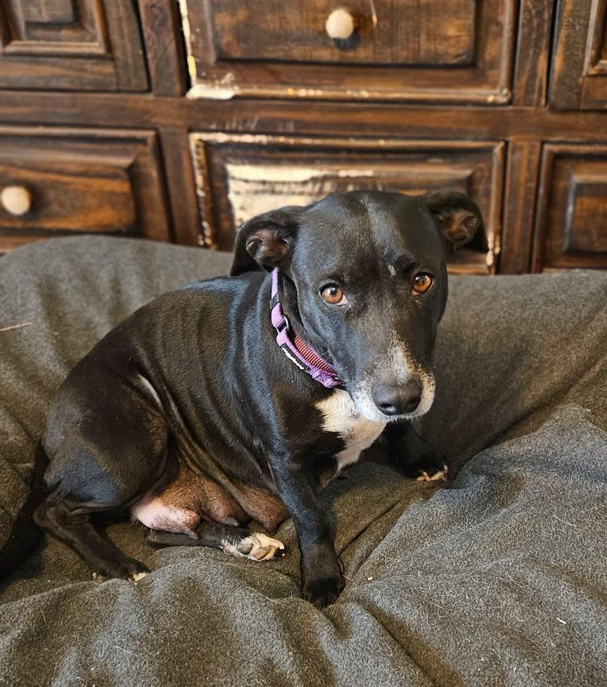 Enlarge Penelope, a Adoptable mixed breed in Colorado Springs, CO image 1/6
