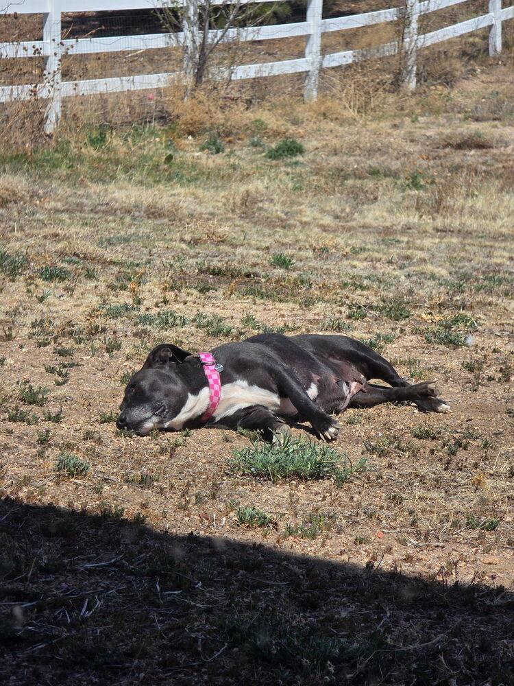 Enlarge Penelope, a Adoptable mixed breed in Colorado Springs, CO image 2/6