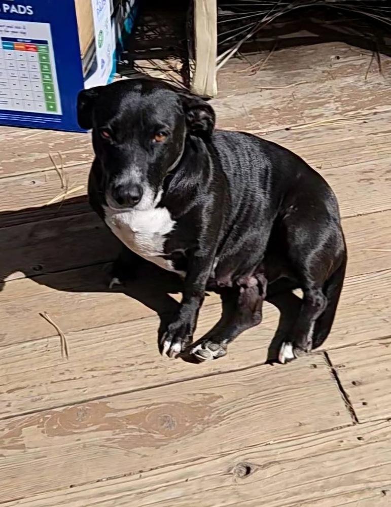 Enlarge Penelope, a Adoptable mixed breed in Colorado Springs, CO image 3/6