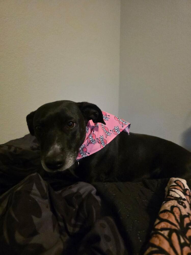 Enlarge Penelope, a Adoptable mixed breed in Colorado Springs, CO image 4/6