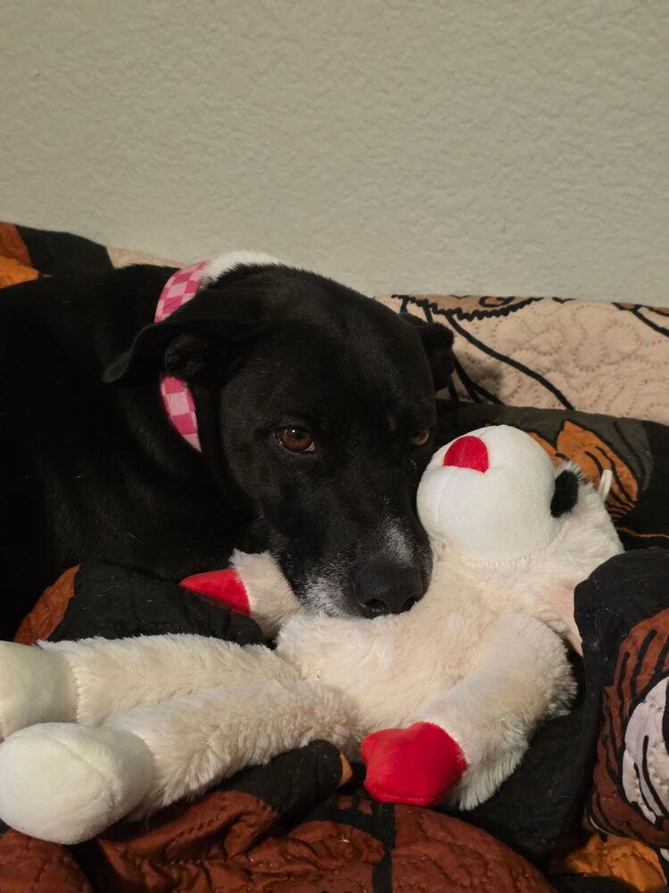 Enlarge Penelope, a Adoptable mixed breed in Colorado Springs, CO image 5/6
