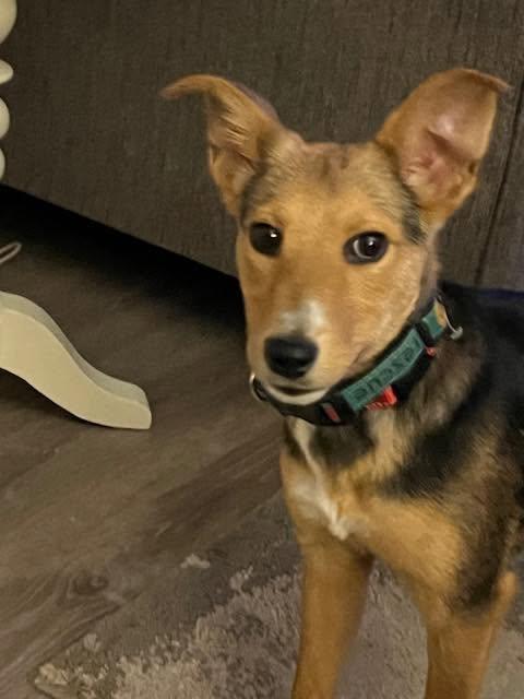 Lassie, ADOPTABLE, Young Female Collie.