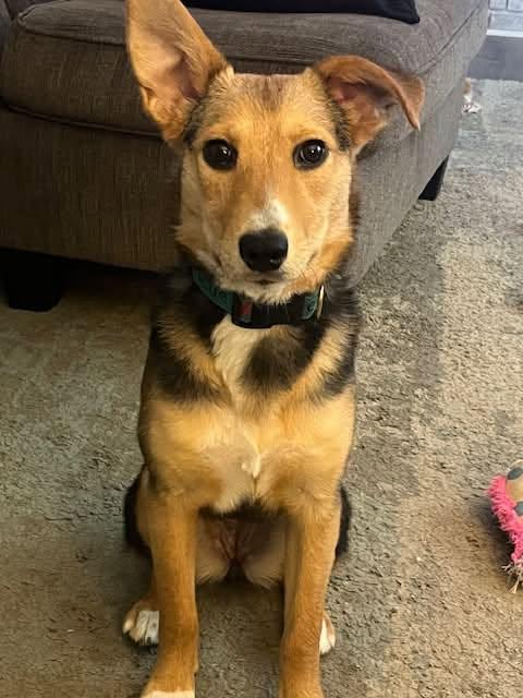 Lassie, ADOPTABLE, Young Female Collie.