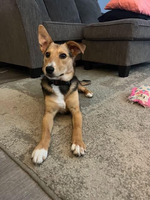 Lassie, a ADOPTABLE mixed breed in Riverdale, NJ image 5/5