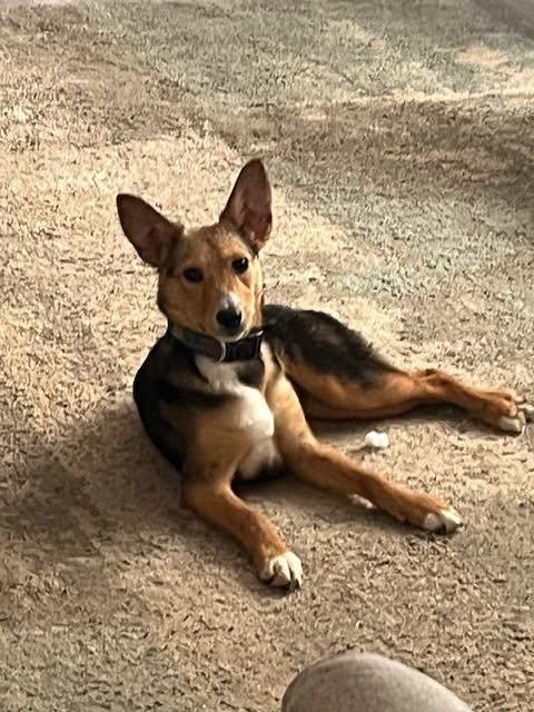 Enlarge Lassie, a ADOPTABLE mixed breed in Riverdale, NJ image 2/3