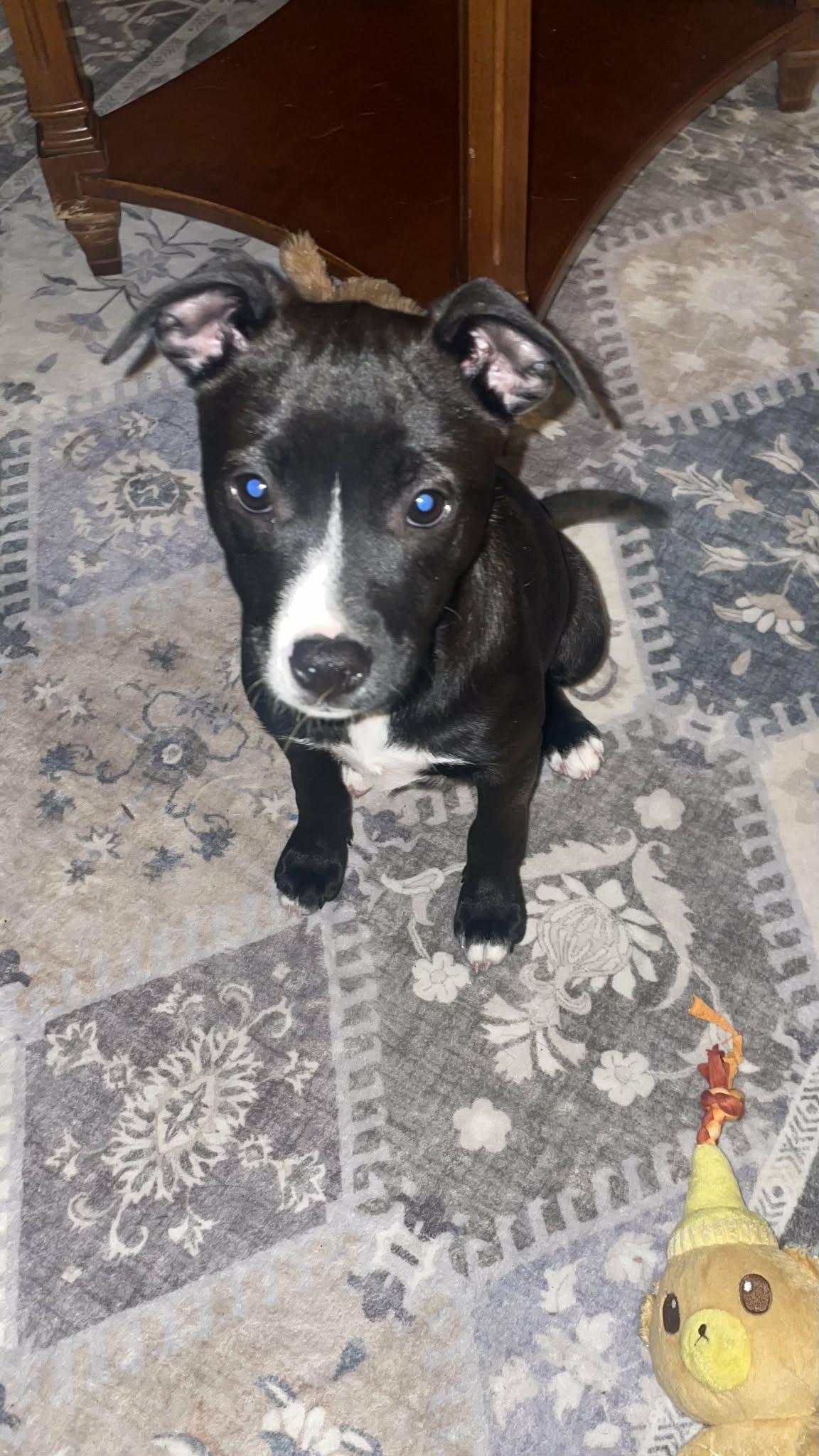 Enlarge Jabba, a Adoptable mixed breed in Cherry Valley, MA image 4/4