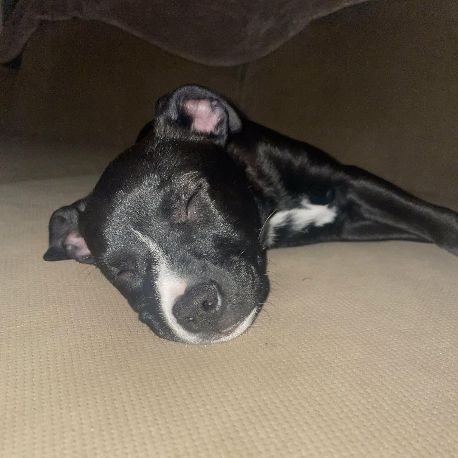 Enlarge Jabba, a Adoptable mixed breed in Cherry Valley, MA image 2/4