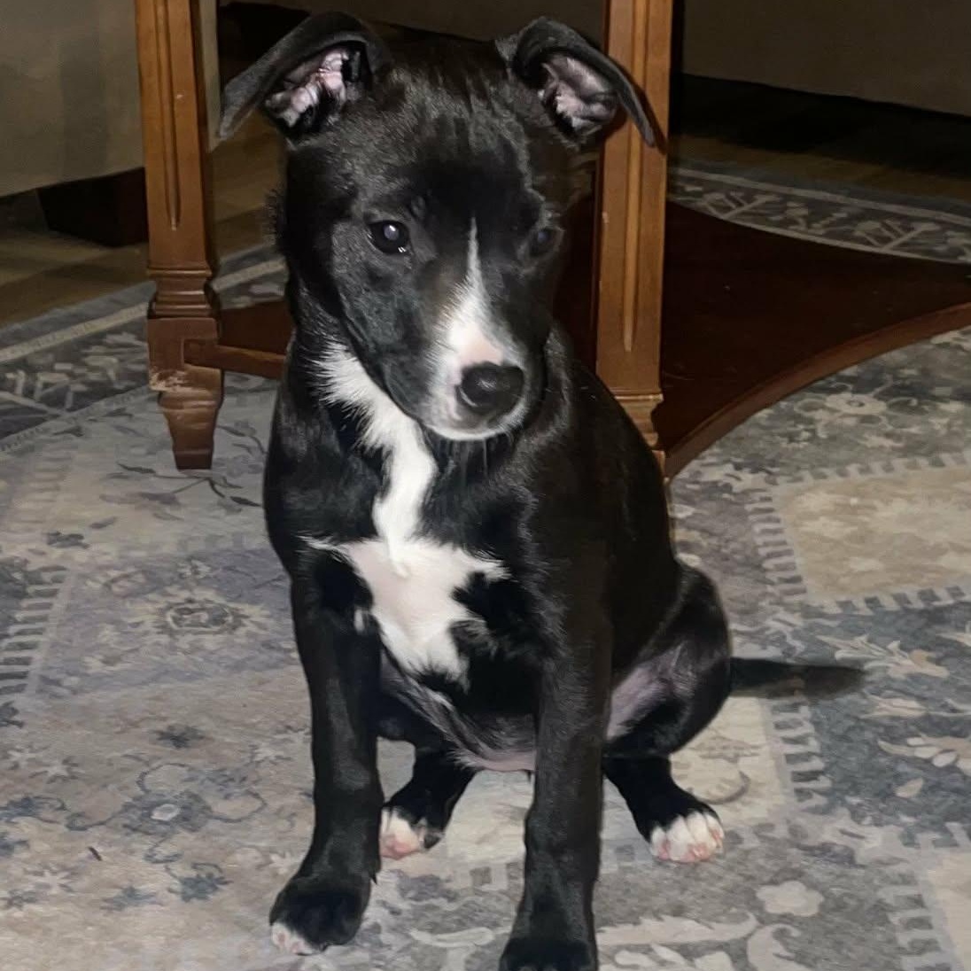 Enlarge Jabba, a Adoptable mixed breed in Cherry Valley, MA image 3/4