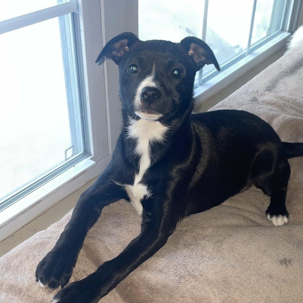 Jabba, Adoptable, Puppy Female Terrier & American Bully.