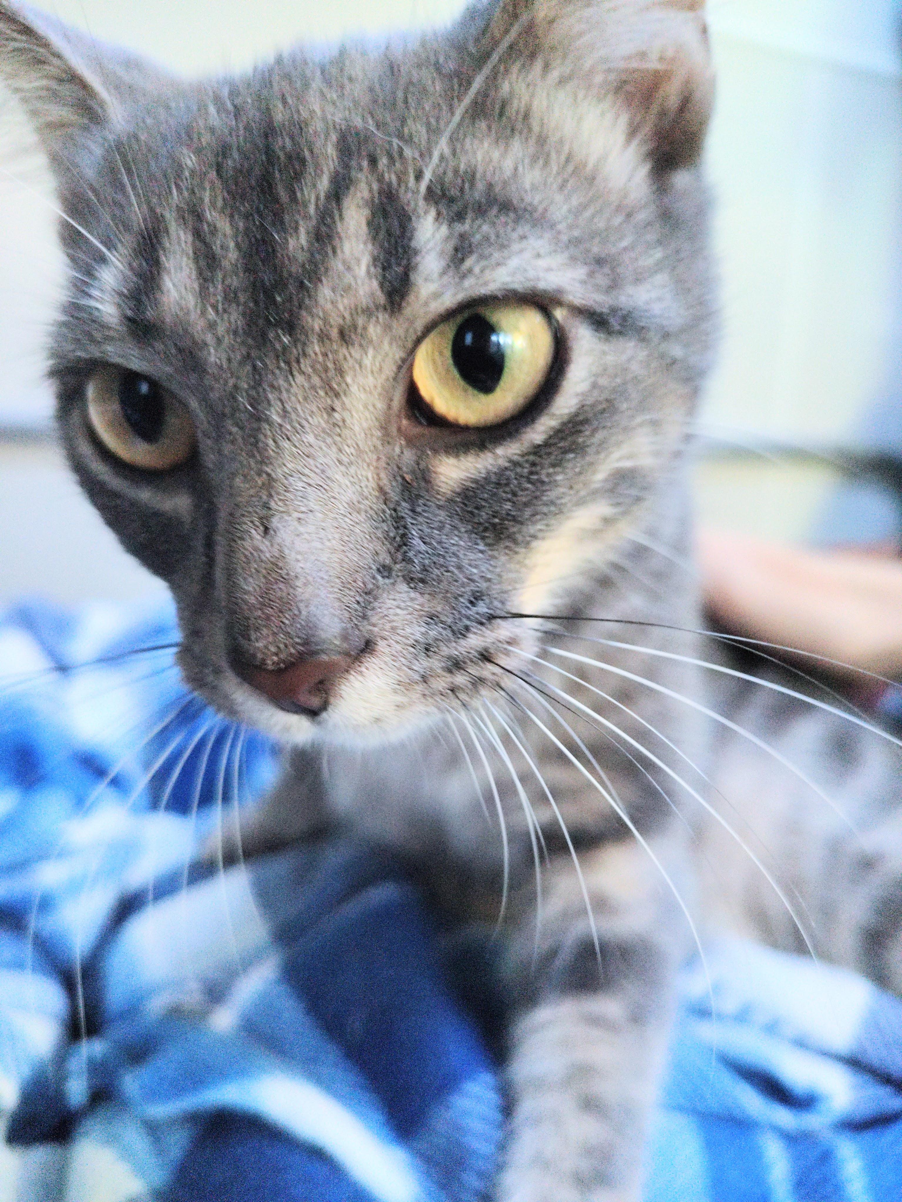 Marble, Adoptable, Young Female Domestic Short Hair.