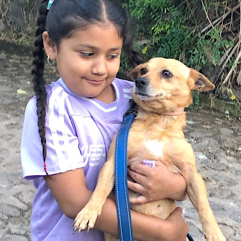 Brandy, a Adoptable mixed breed in Sherwood, OR image 3/5