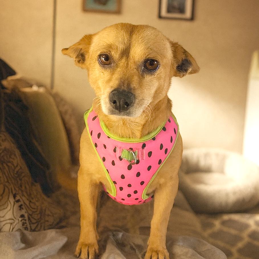 Brandy, a Adoptable mixed breed in Sherwood, OR image 5/5