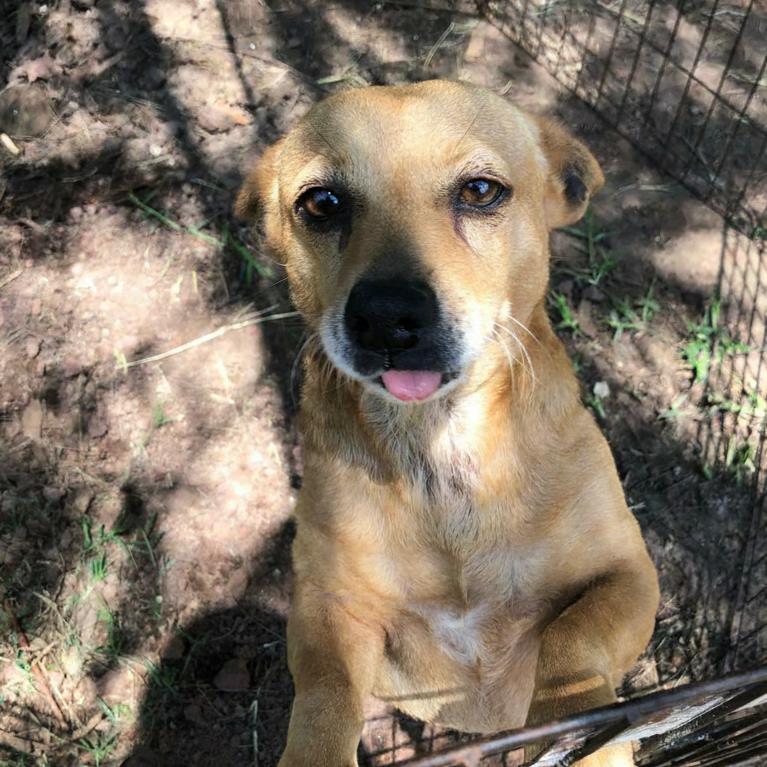 Brandy, a Adoptable mixed breed in Sherwood, OR image 2/5