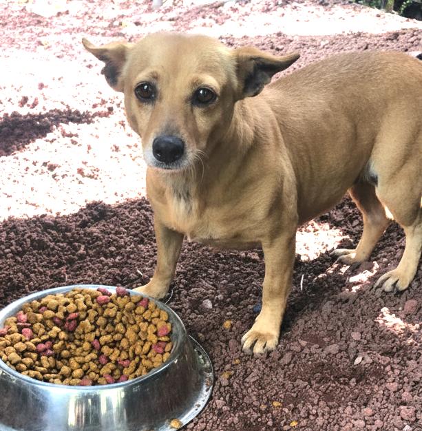 Brandy, a Adoptable mixed breed in Sherwood, OR image 4/5