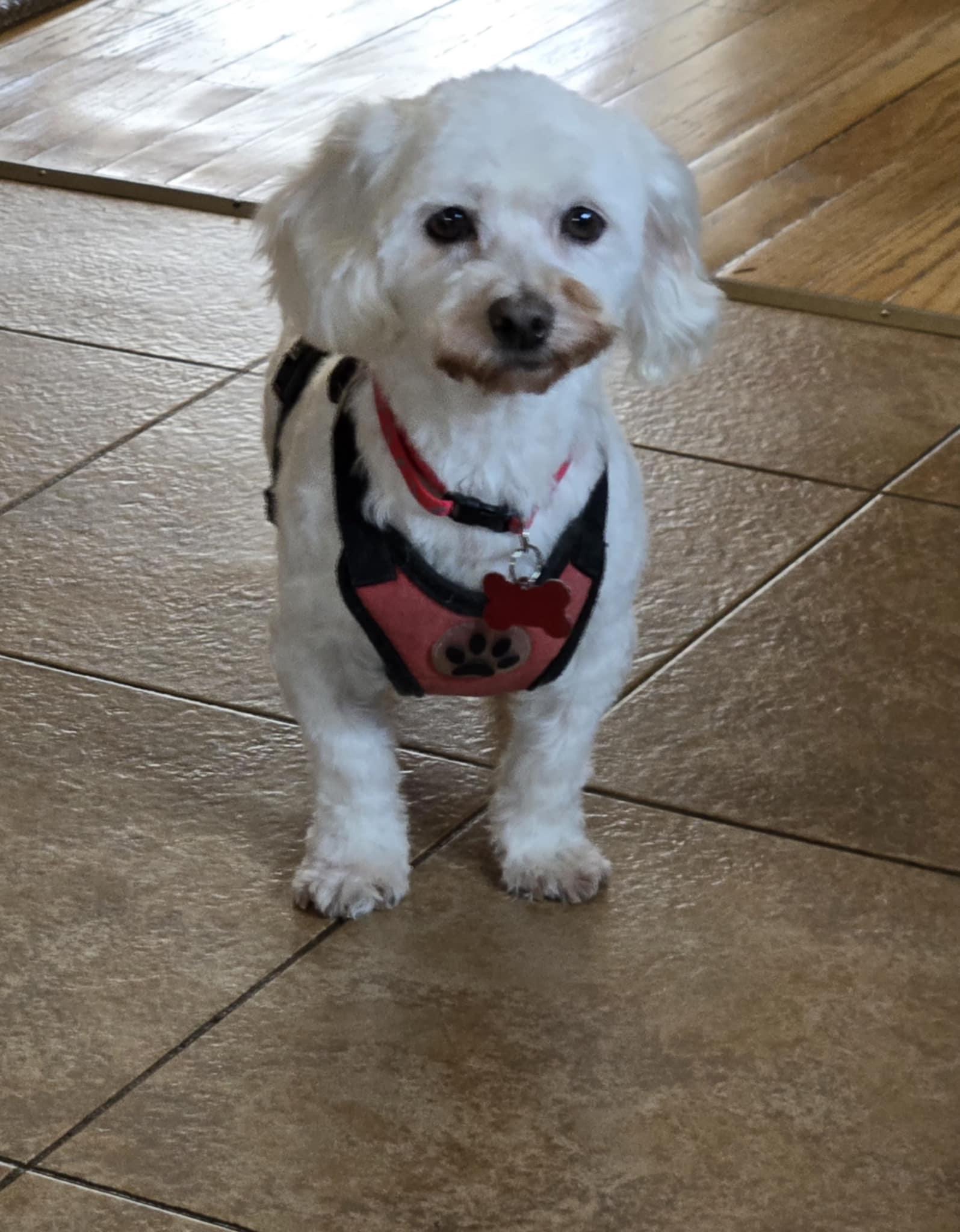Odie, Senior Male unknown