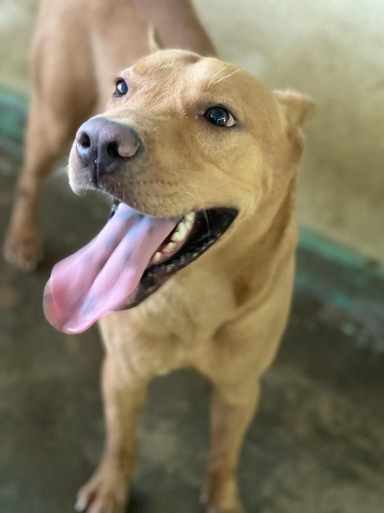 Scooby, Adult Male Mixed Breed