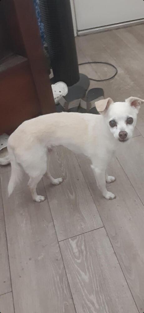 CHAMP, Adopted, Senior Male Chihuahua & Maltese.