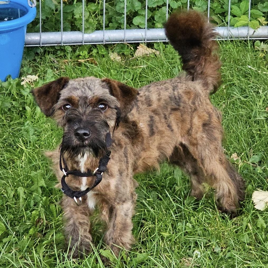 Jack, adopted, Young Male Terrier.