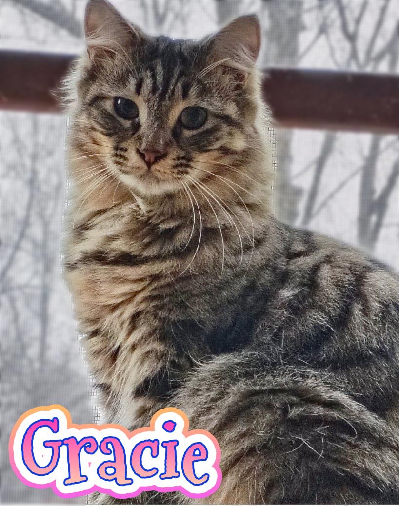 Gracie, adopted, Kitten Female Domestic Long Hair.